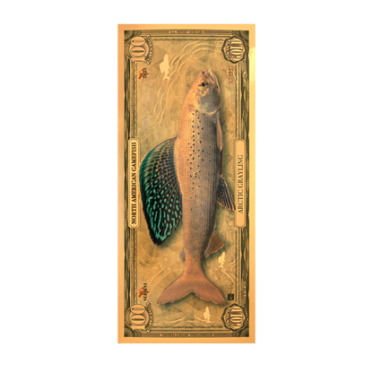 Arctic Grayling Aurum