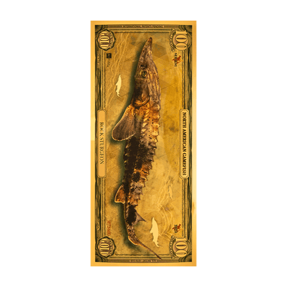 Rock Sturgeon Aurum