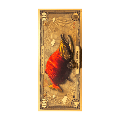 Sockeye Salmon Aurum